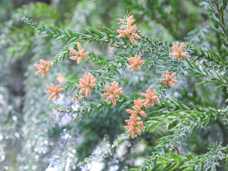 花粉が飛散している画像